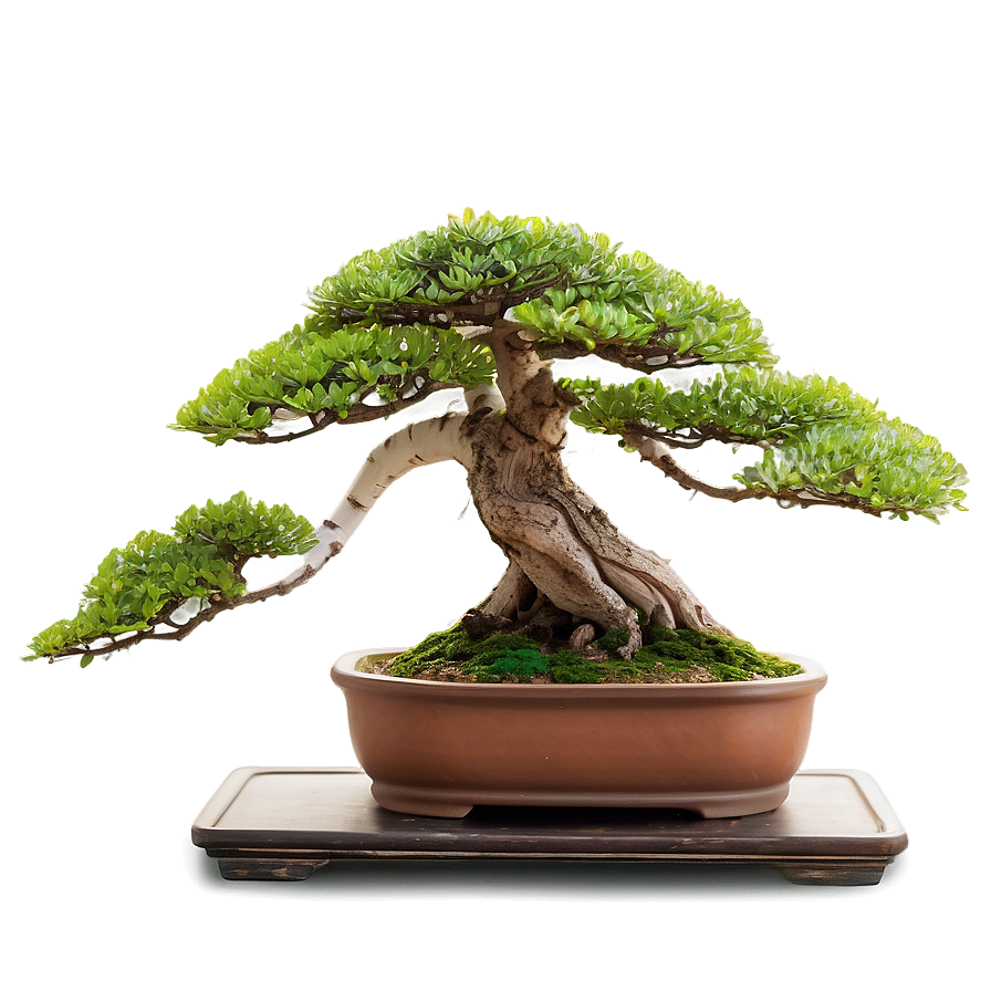 Bonsai Plants Png 1