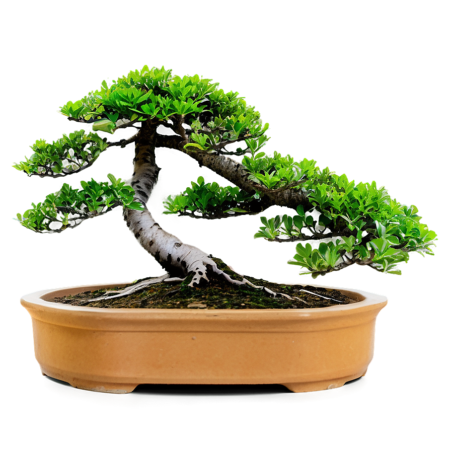 Bonsai Plants Png Akh