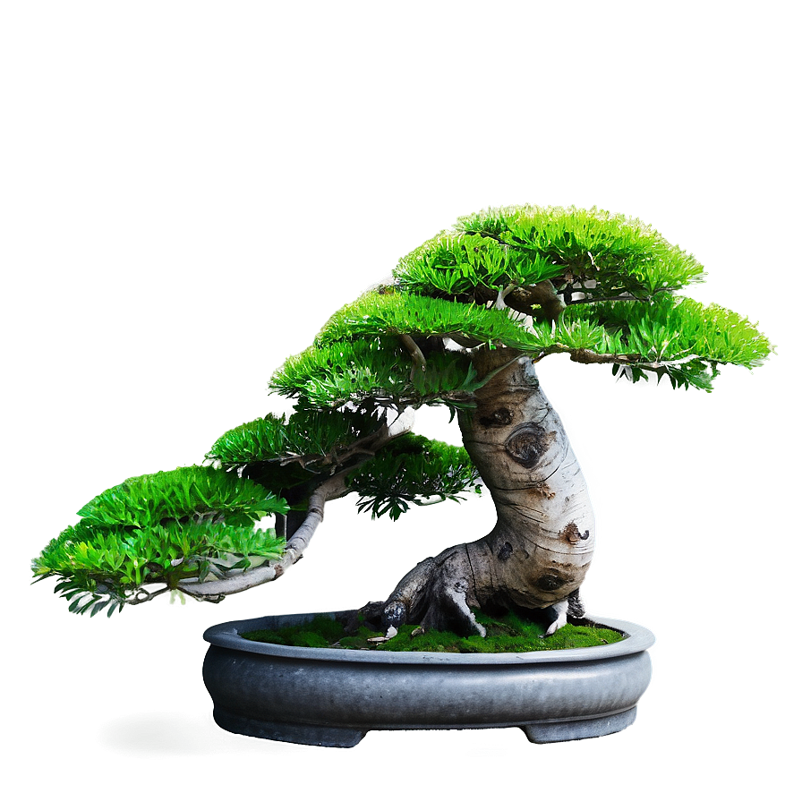 Bonsai Tree Art Png 06132024