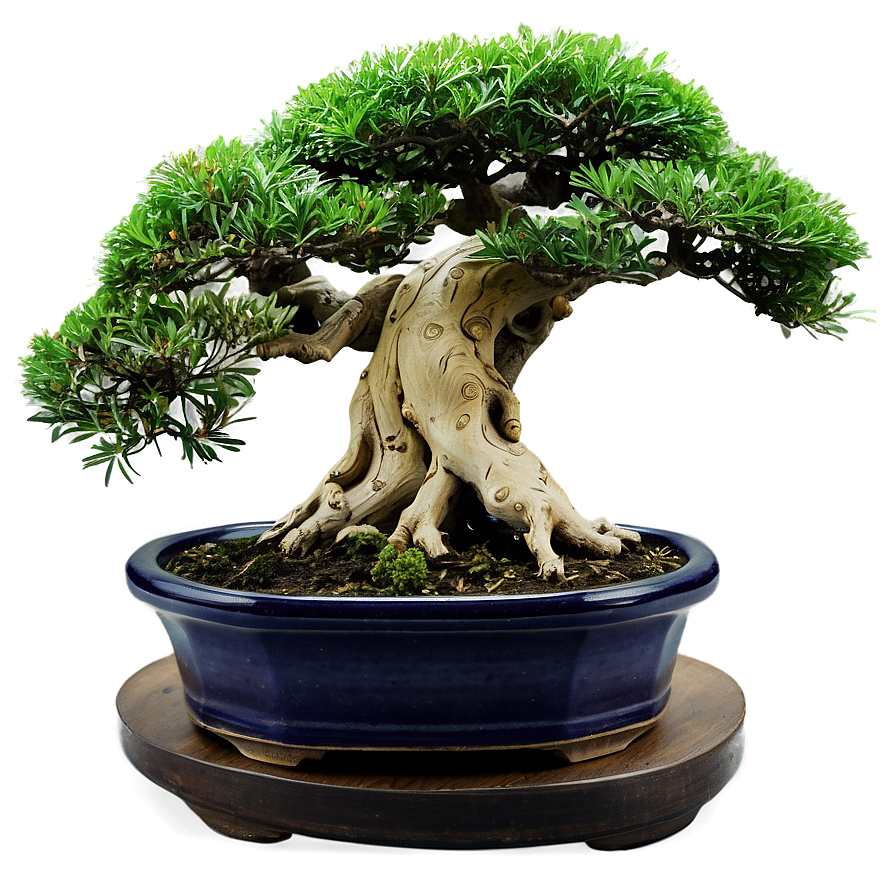 Bonsai Tree Art Png 06132024