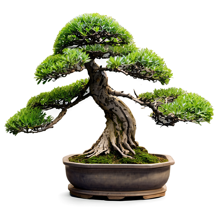 Bonsai Tree Branch Png Bde