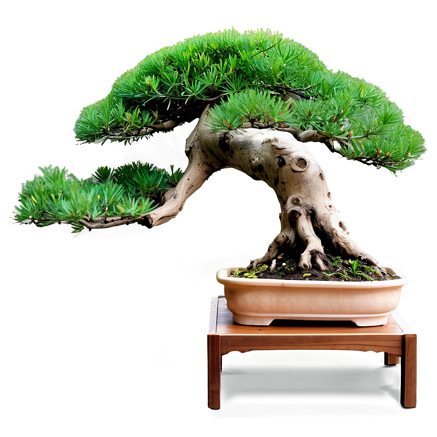 Bonsai Tree Branch Png Hhf