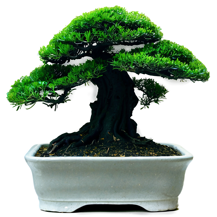 Bonsai Tree Silhouette Png Jbg