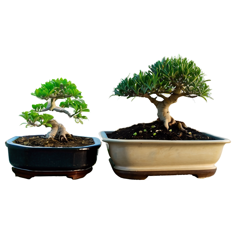 Bonsai Tree Sprouting Png Mmu94