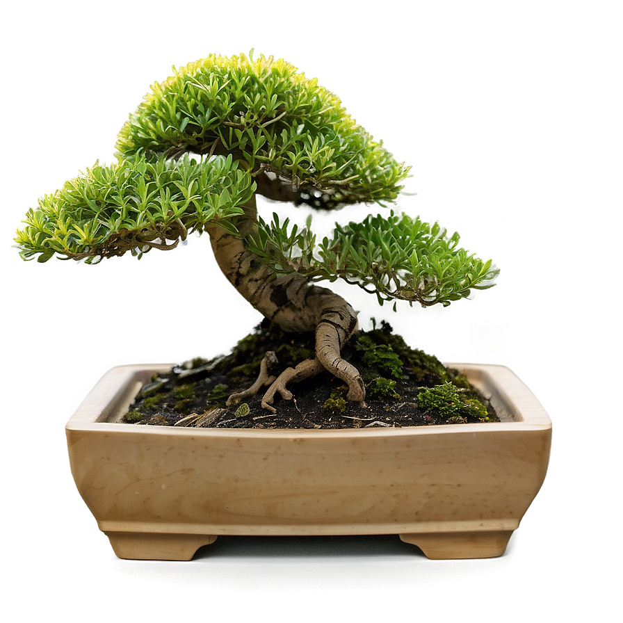 Bonsai Tree Toolkit Png Ttb28