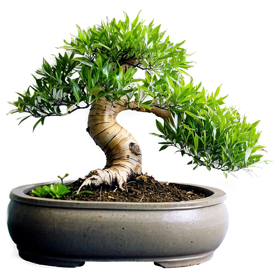 Bonsai Tree With Bamboo Png 06202024