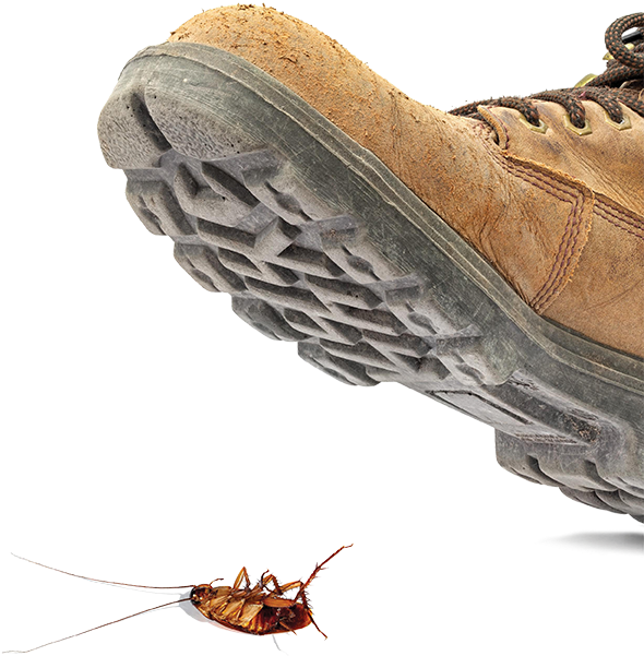 Control Cucarachas Copy - Shoe Stepping On Roach, HD Png Download PNG image with a transparent background, free high-resolution download