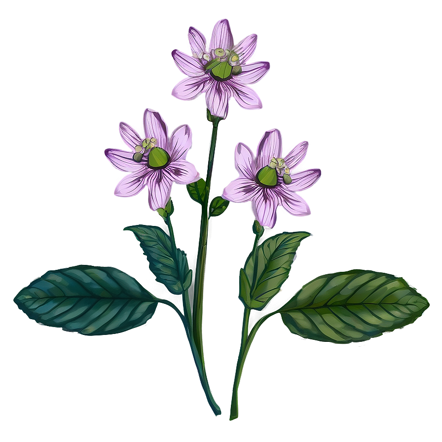 Botanical Flower Drawing Png Uoa