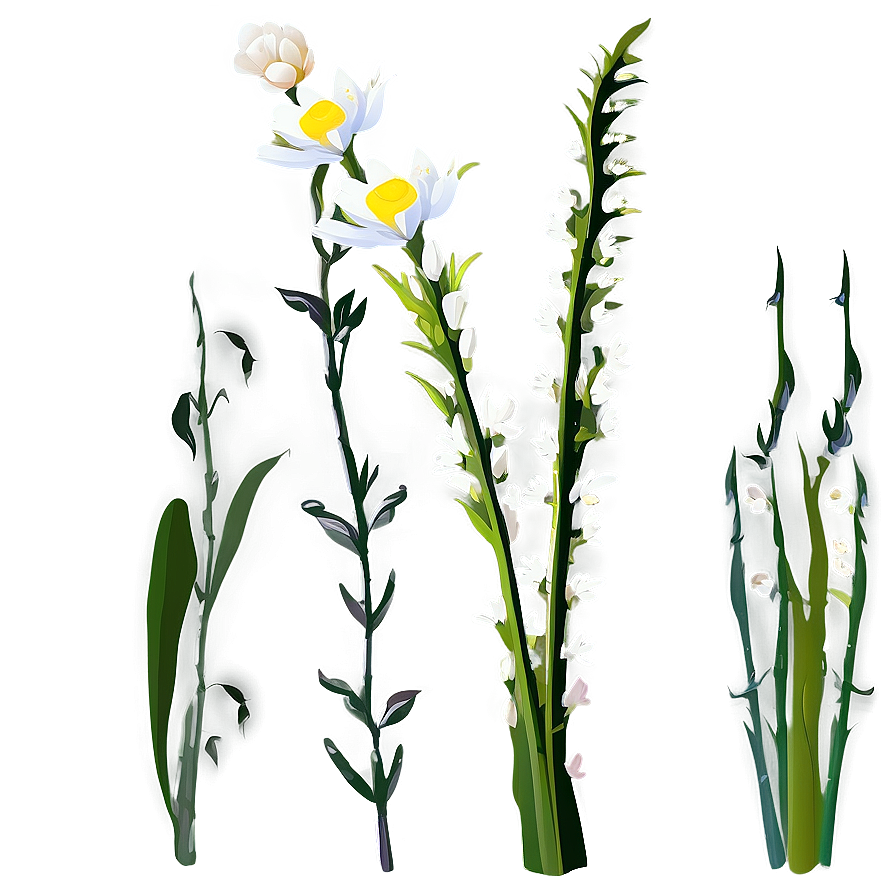 Botanical Flower Stem Png 95