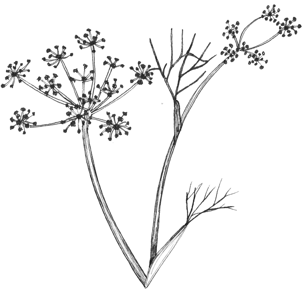 Fennel Flower Line Drawing, HD Png Download PNG with transparent background