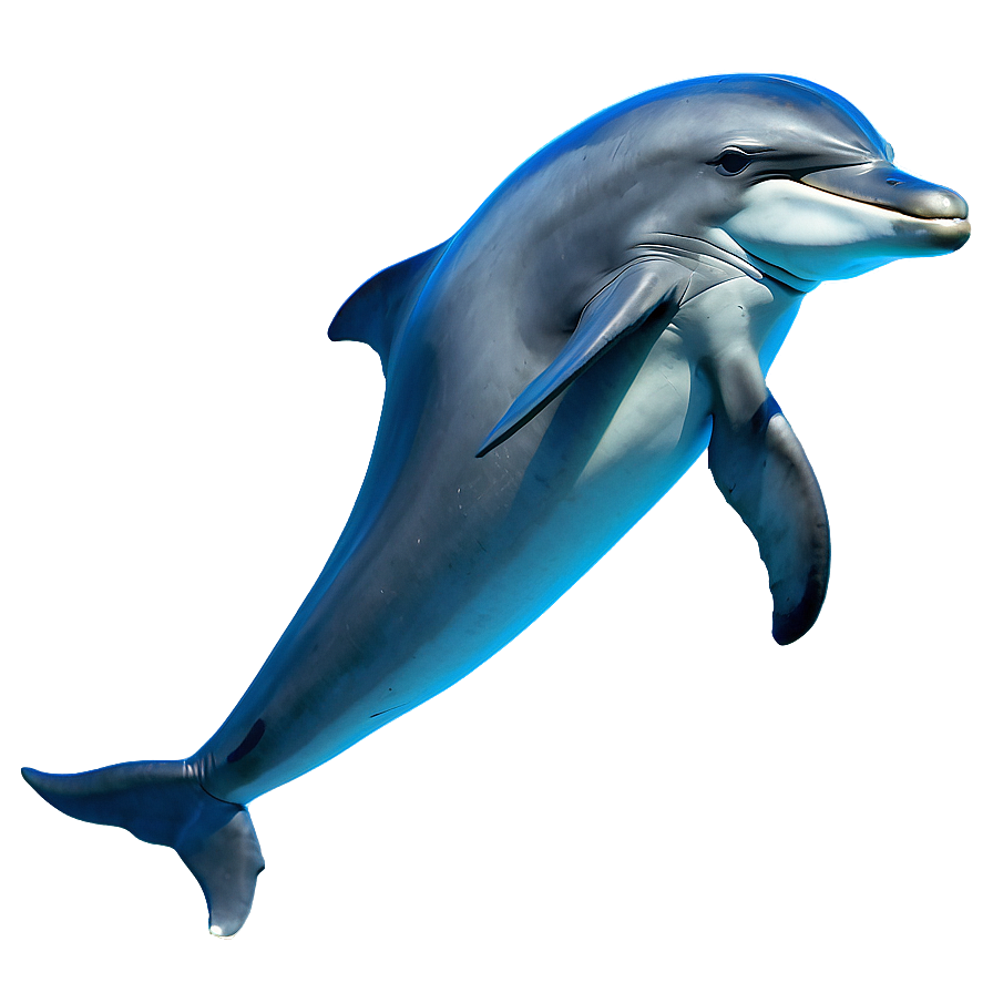 Bottlenose Dolphins Png Gbc76