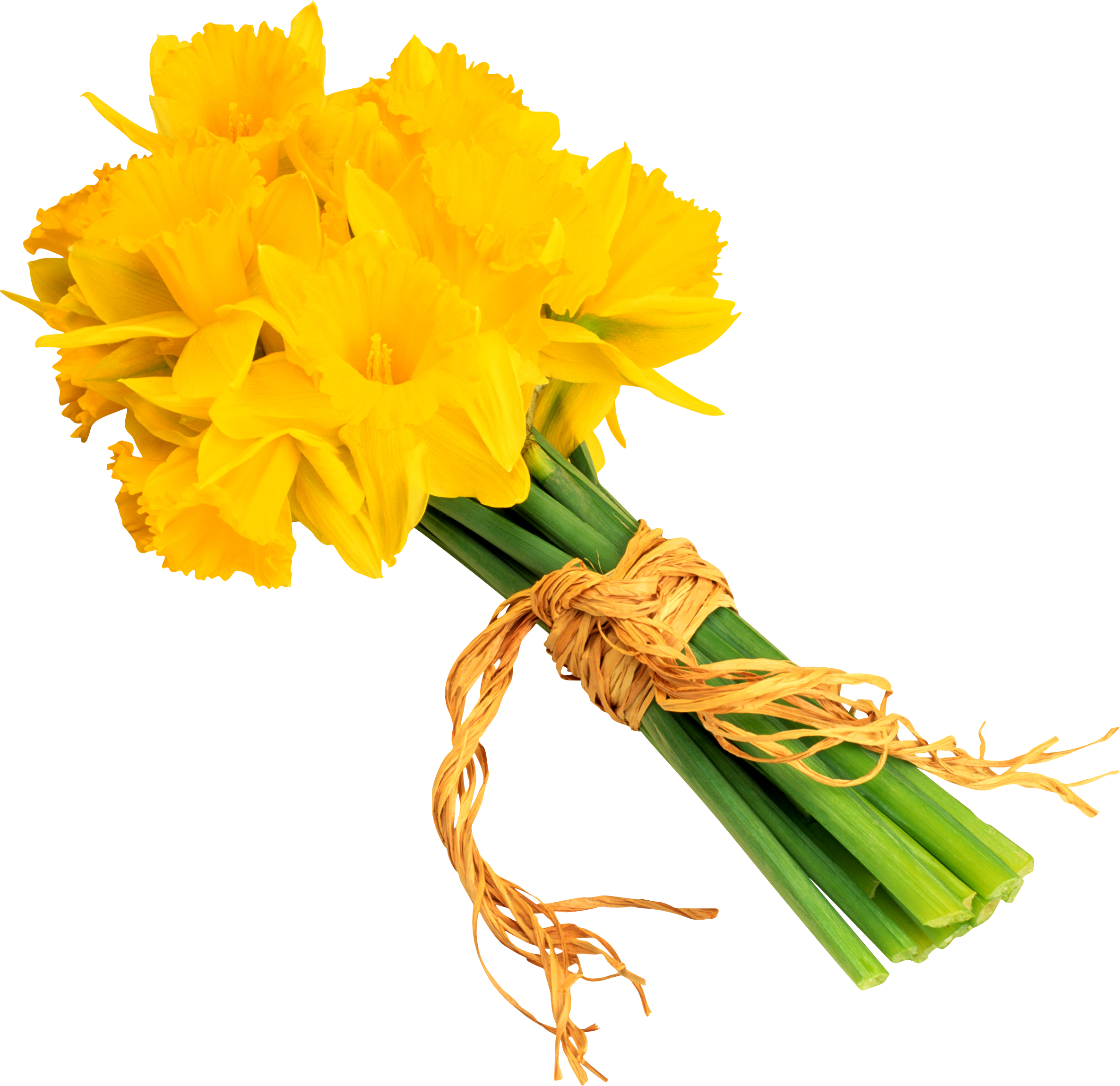 Daffodil, HD Png Download PNG with transparent background