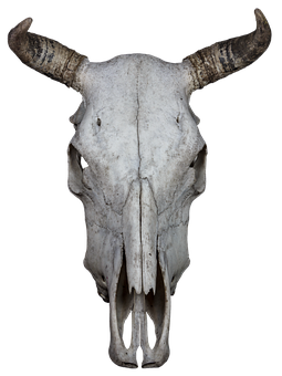 Bovine Skullwith Horns PNG with transparent background