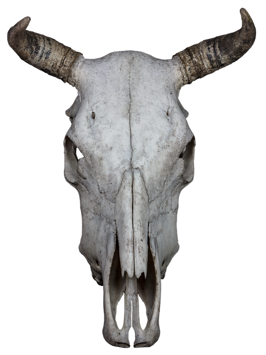 Bovine Skullwith Horns