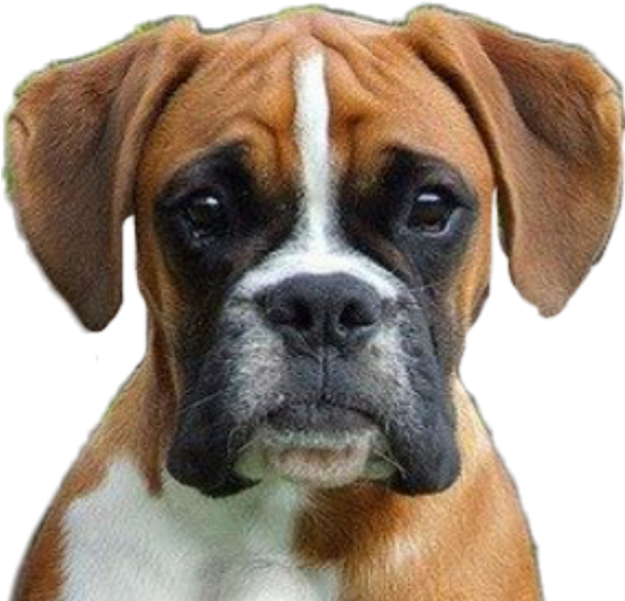 Boxer Dog Portrait