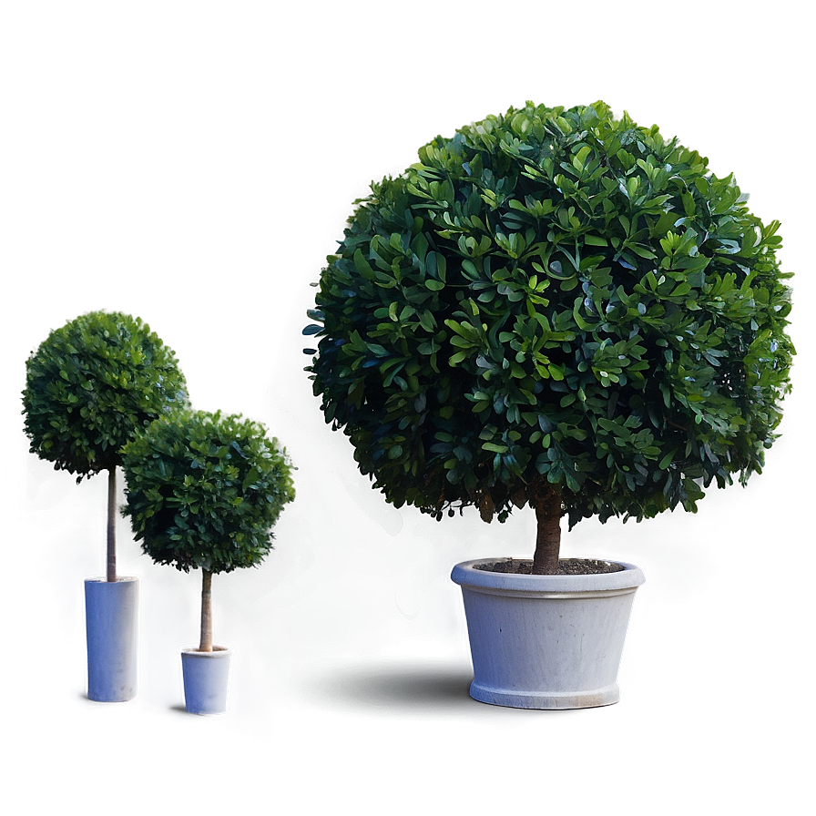 Boxwood Ball Png 06212024