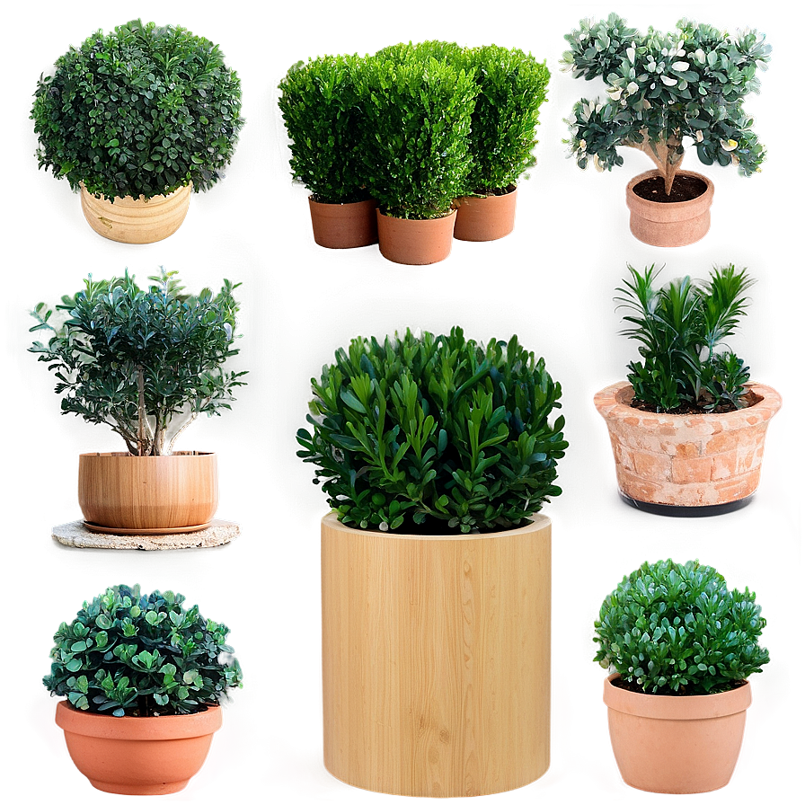 Boxwood Collection Png 47