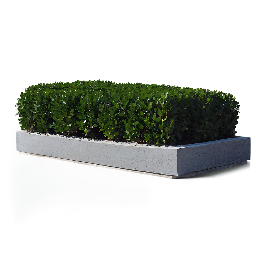 Boxwood Corner Png 06212024