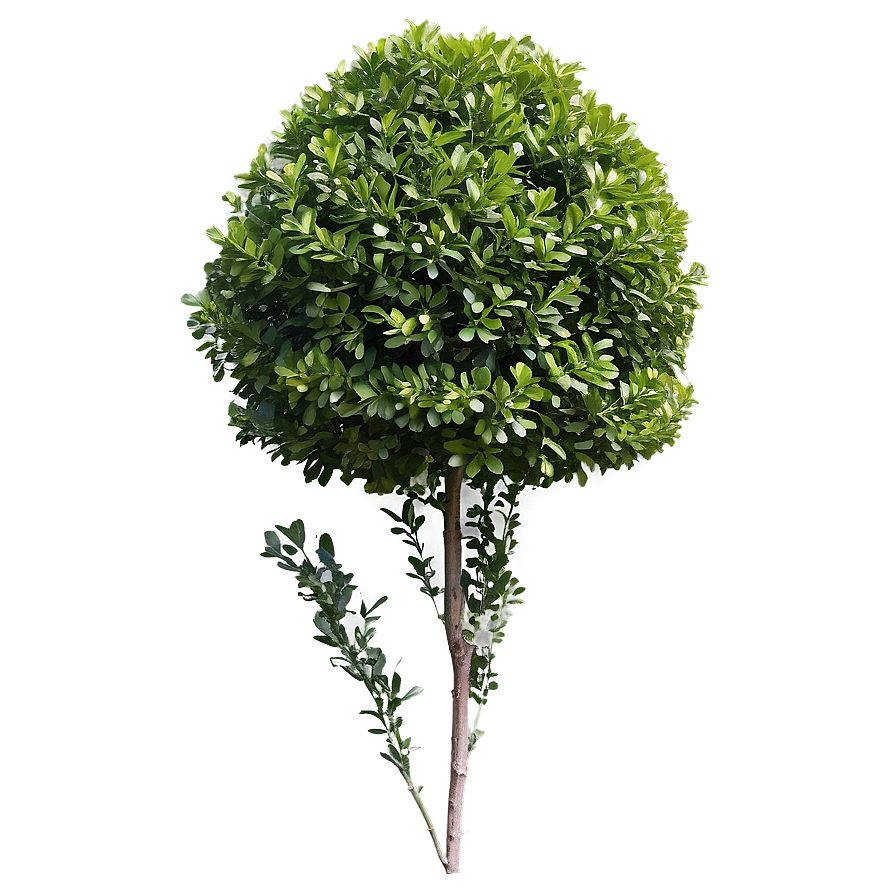 Boxwood For Decoration Png Ktq