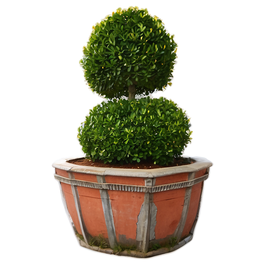 Boxwood In Courtyard Png Sfg