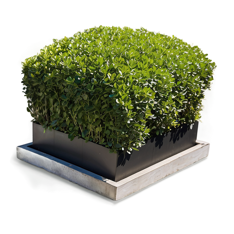 Boxwood On Terrace Png Ehm