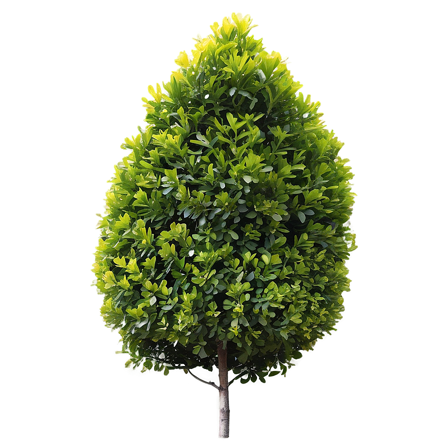 Boxwood Outdoor Png Ucc