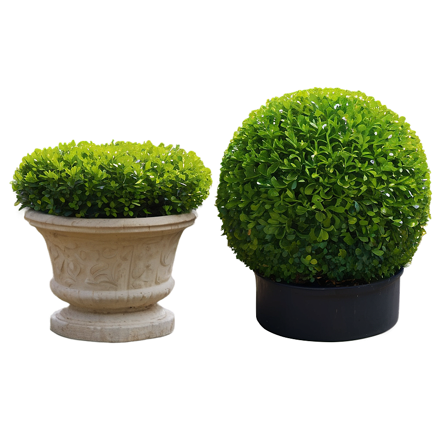 Boxwood Sphere Png 06212024