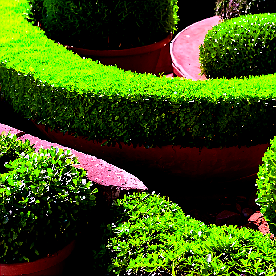 Boxwood Spiral Topiary Png Fhf50