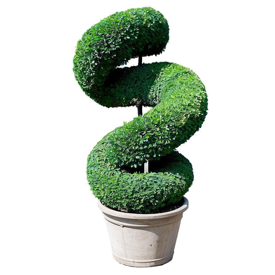 Boxwood Spiral Topiary Png Ymc19