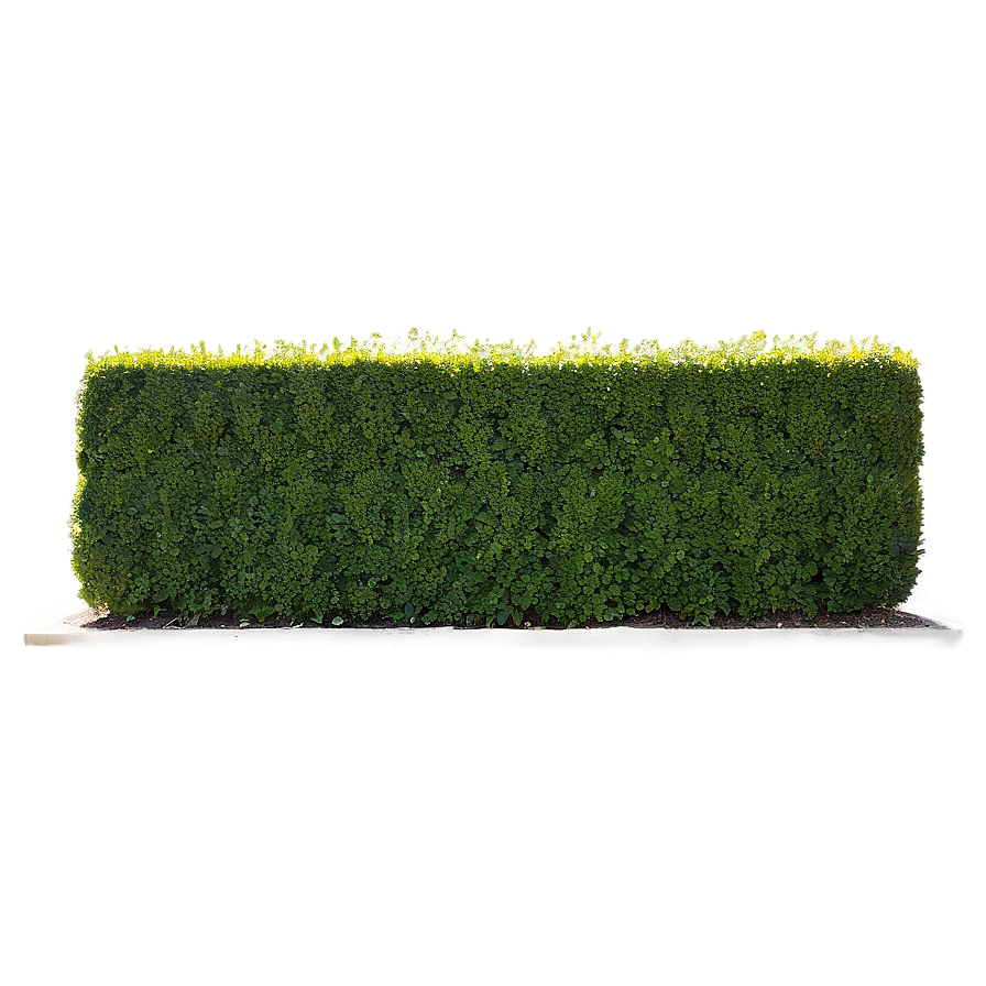 Boxwood Wall Png Ahn74