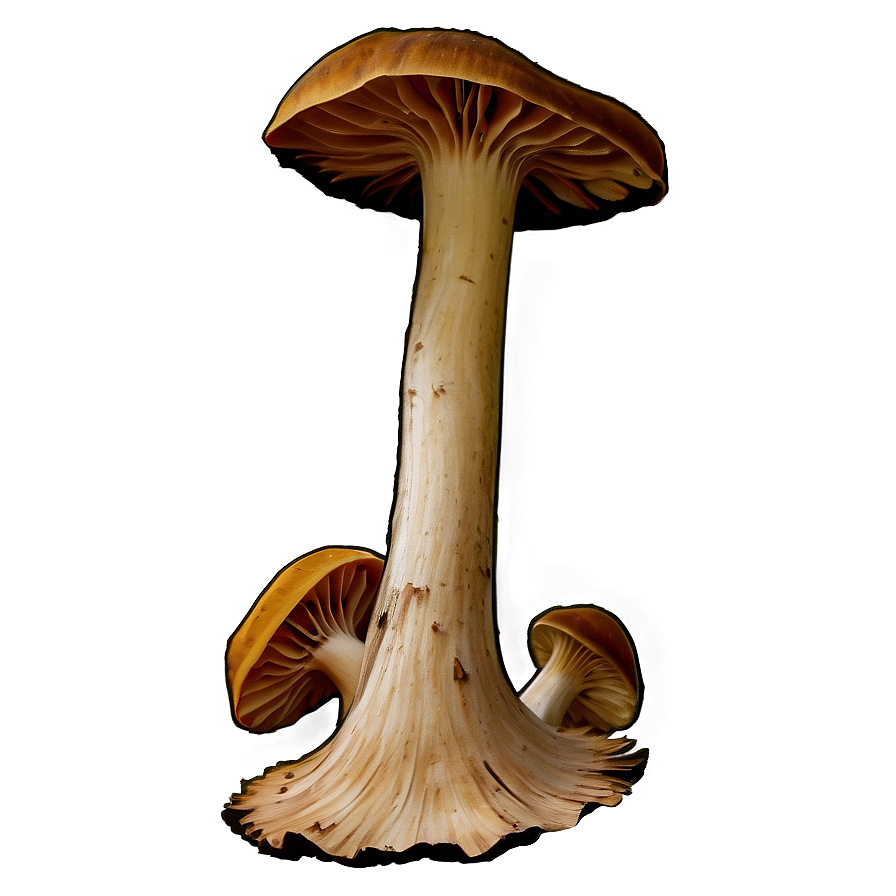 Bracket Fungus PNG 06242024 PNG image with a transparent background, free high-resolution download