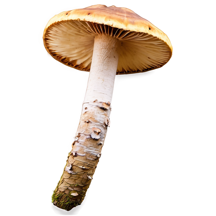 Bracket Fungus Png 28