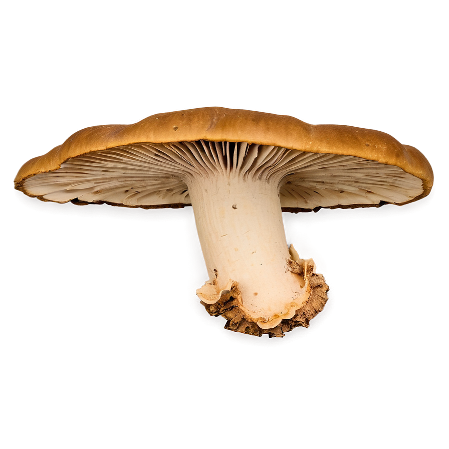 Bracket Fungus PNG ifu35 PNG image with a transparent background, free high-resolution download
