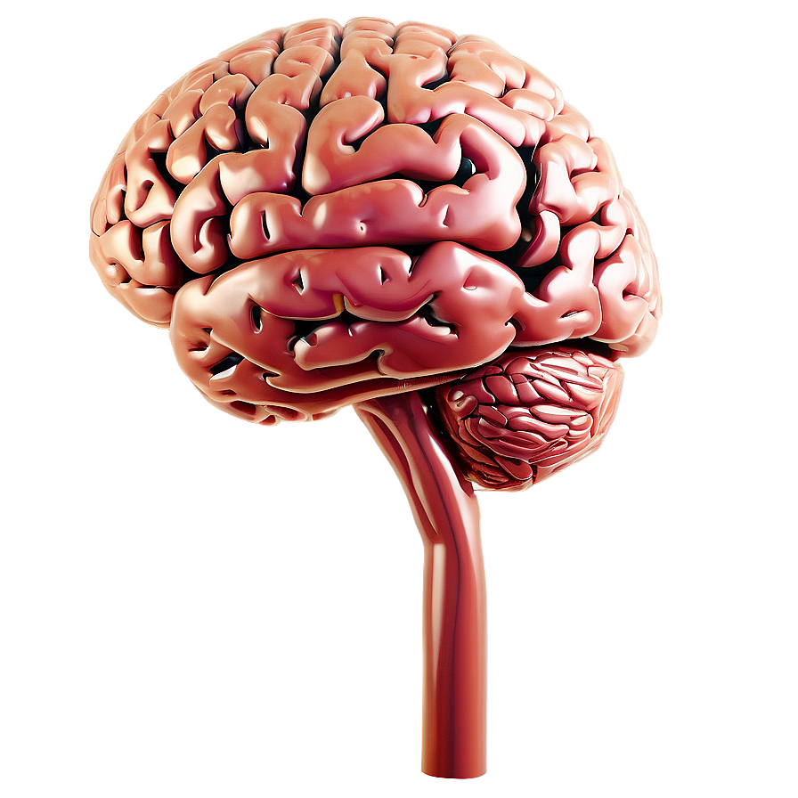 Brain Diagram Outline Png Okt38