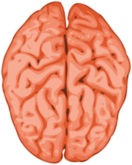 Brain Illustration Abstract PNG with transparent background