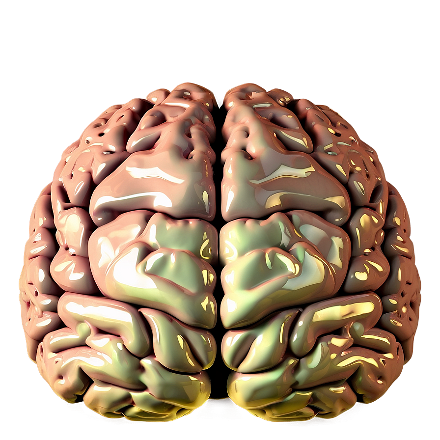 Brain Illustration Png 04292024