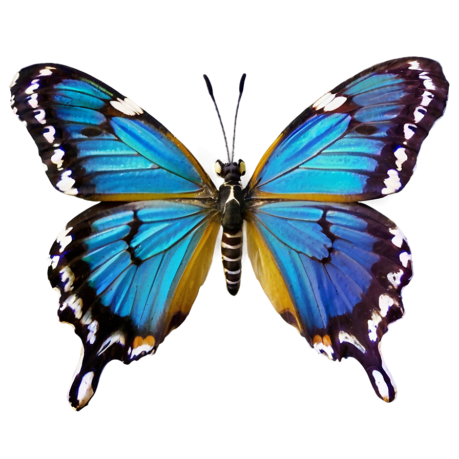 Brazil Butterfly Species Png Dgq