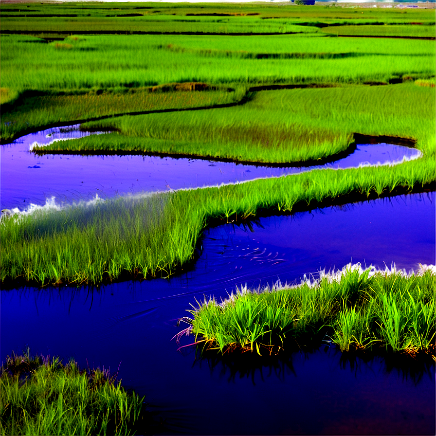 Brazil Pantanal Wetlands Png Bos57