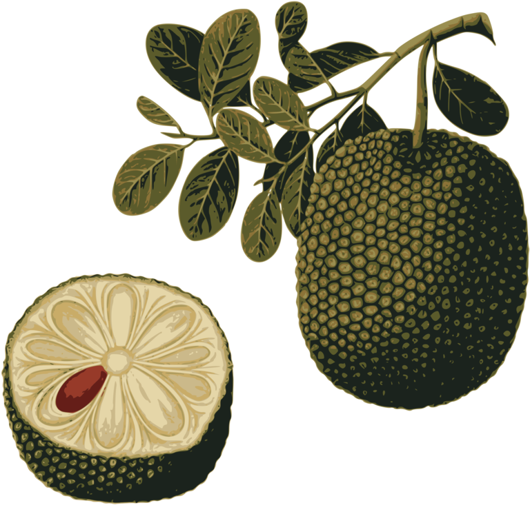 Food,fruit,tropical Fruit - Jackfruit, HD Png Download PNG with transparent background