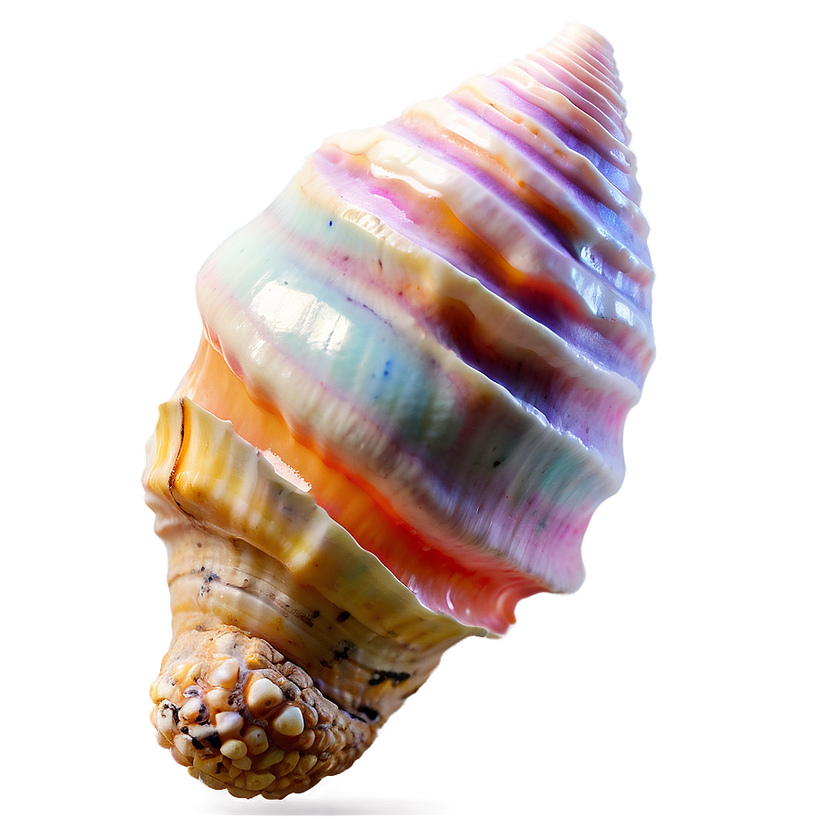 Bright Conch Shell Png Ilj Image