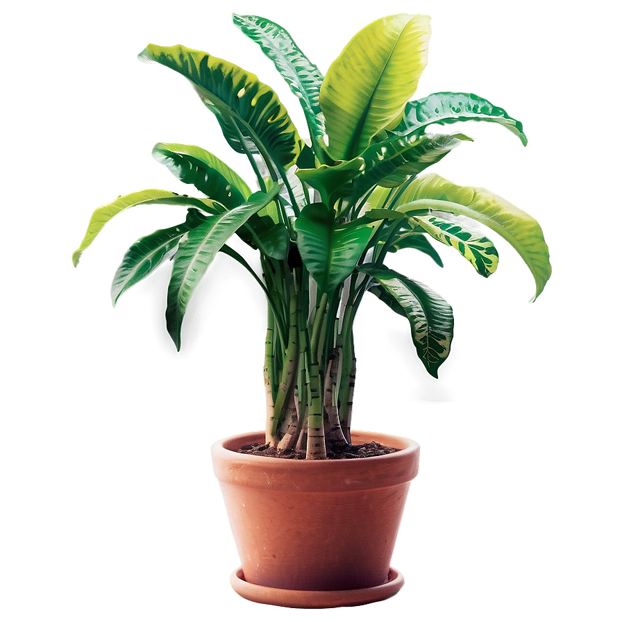 Bright Floor Plant Png Pml16