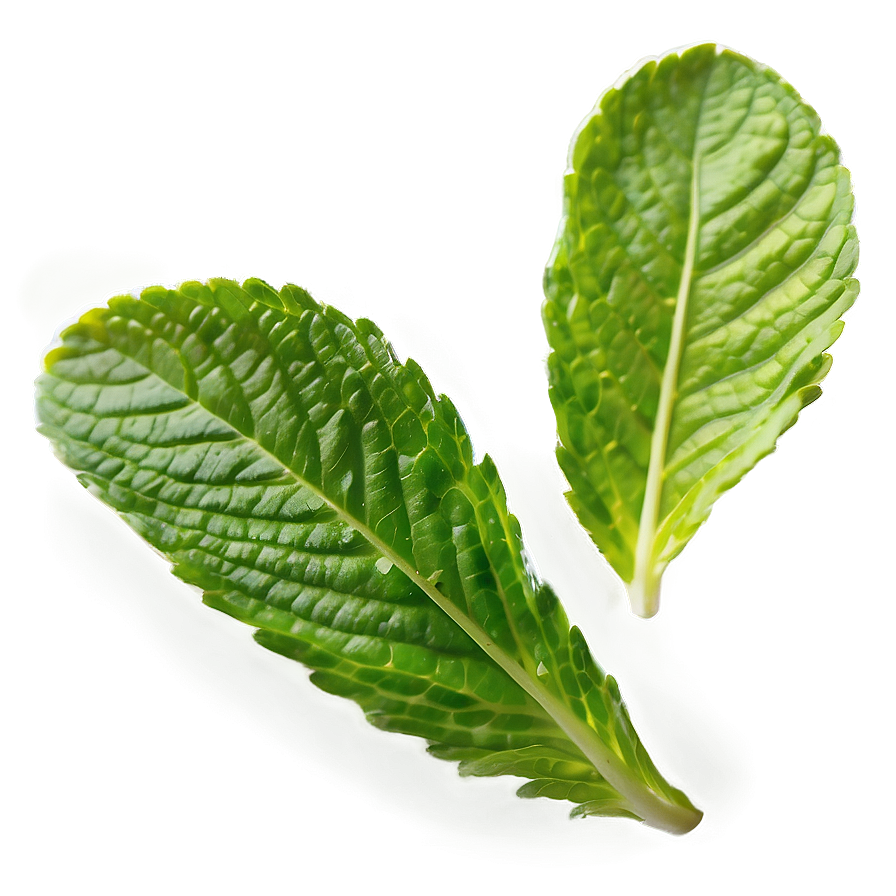 Bright Mint Leaves Png 06262024