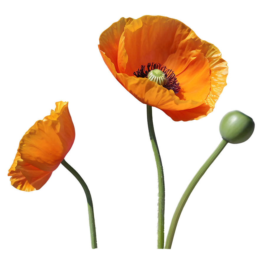 Bright Orange Poppy Png 06122024