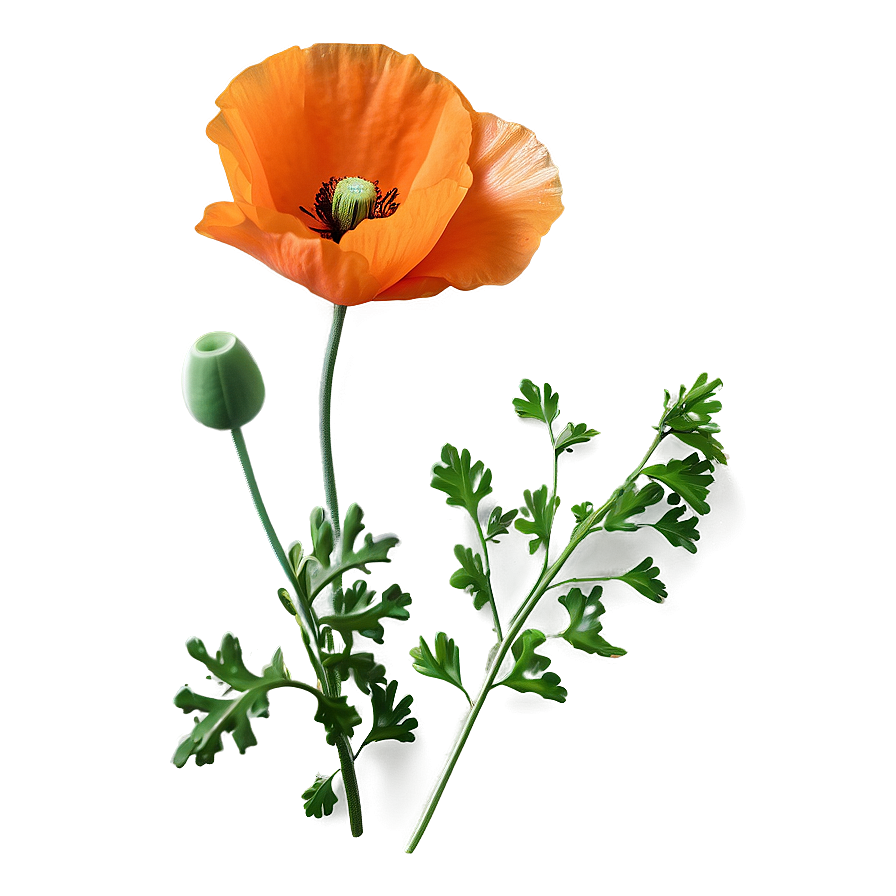 Bright Orange Poppy Png Uyi