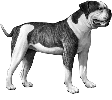 Brindle Bulldog Standing Profile PNG with transparent background