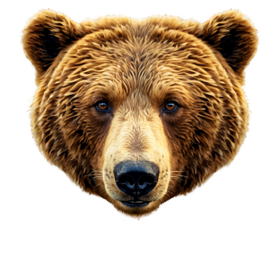 Brown Bear Face Design Png Xsr12