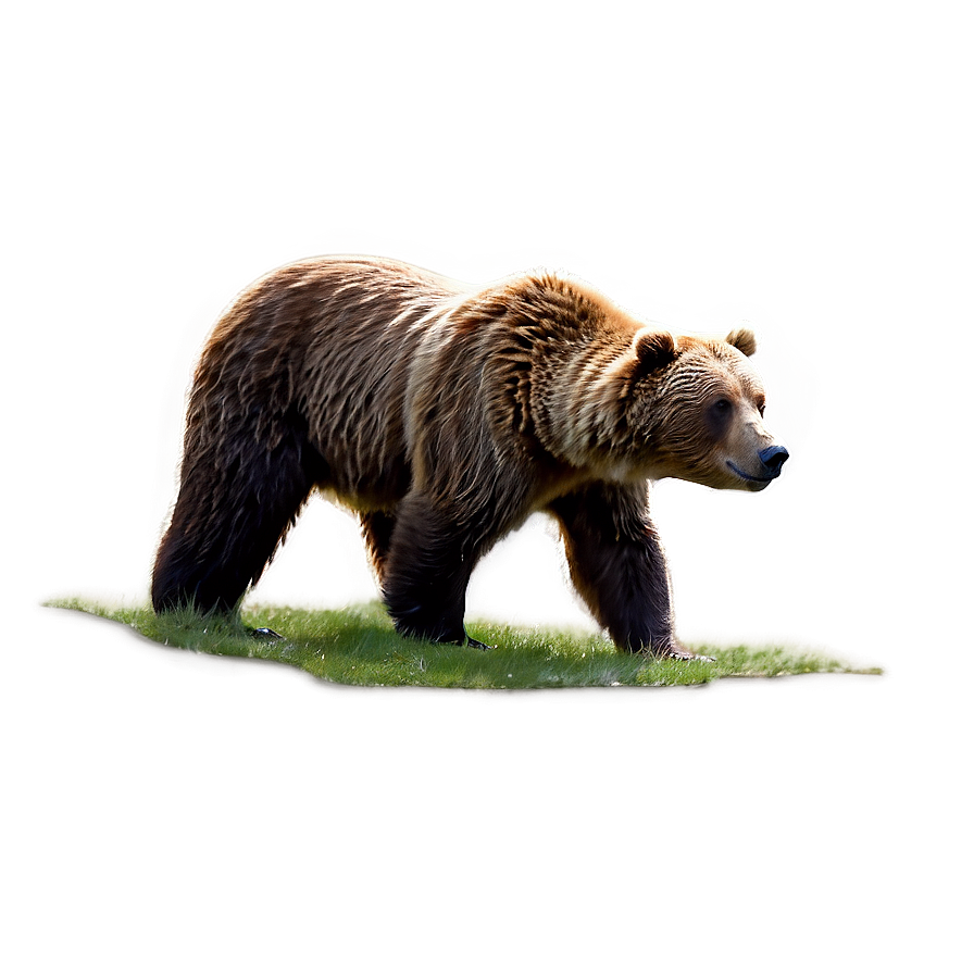 Brown Bear Png Jmn