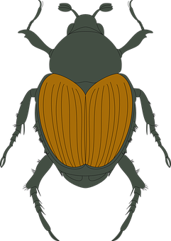 Brown Beetle Illustration PNG with transparent background