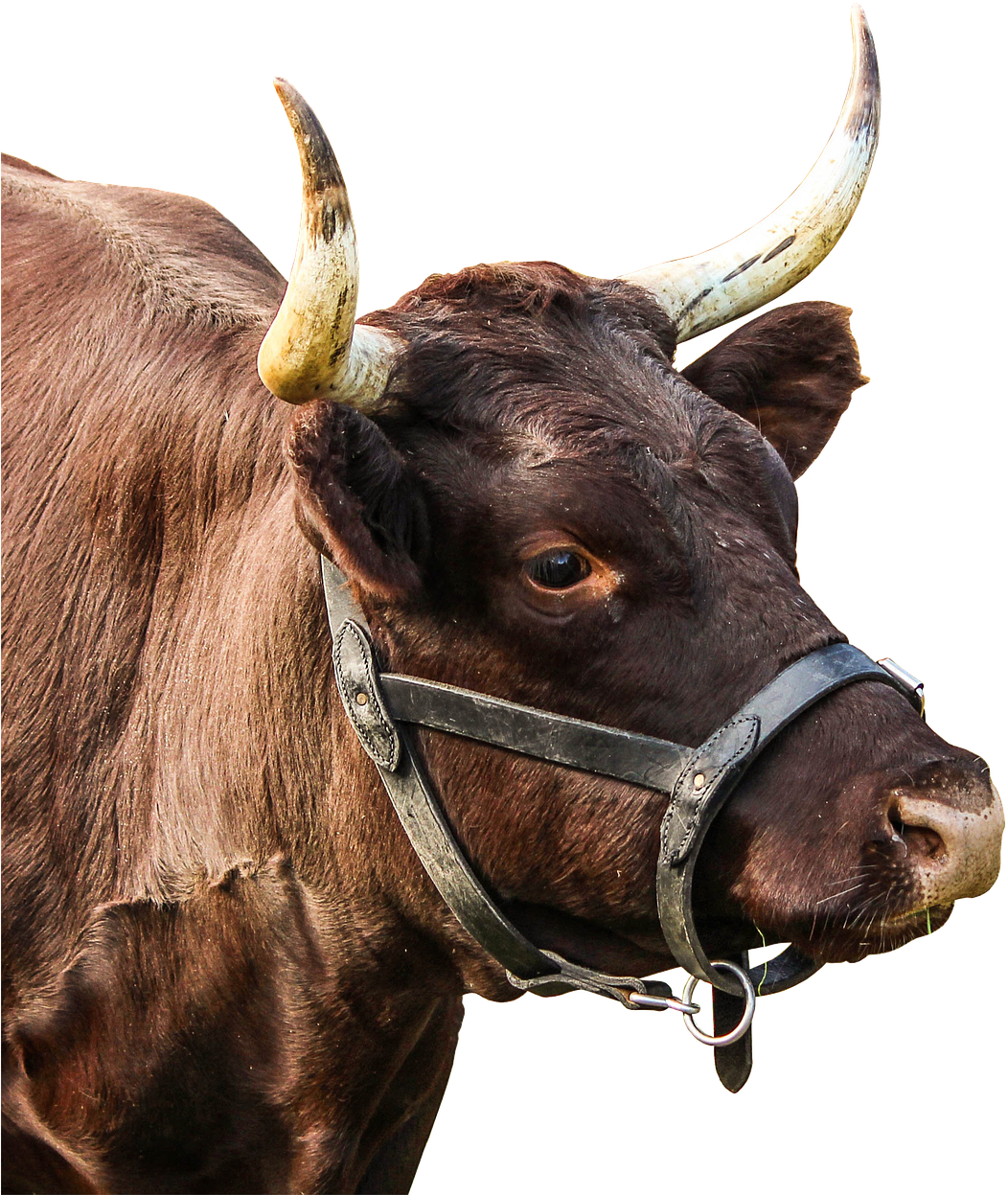 Brown Bull Profile Image