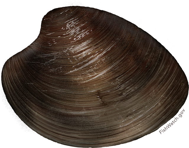 Hard Clam/ocean Quahog - Baltic Clam, HD Png Download PNG with transparent background